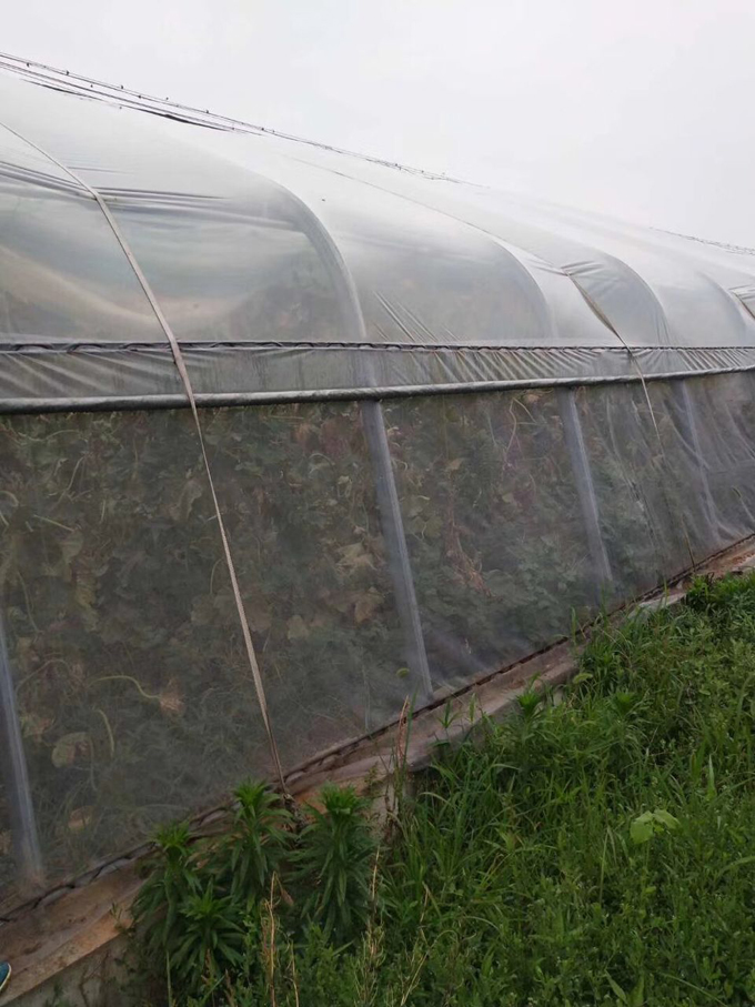 蔬菜防虫网实景拍摄